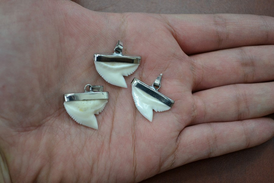 Shark Tooth Pendant 3/8"-7/8"