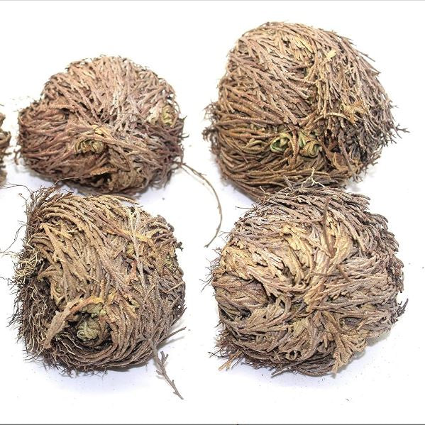 Rose of Jericho (The Resurrection Plant)