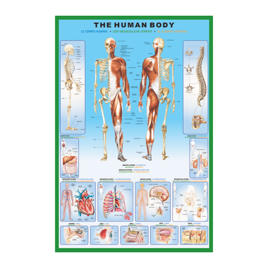 Human Body Full Body Poster