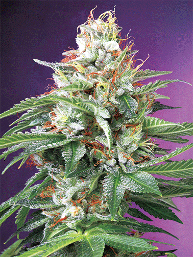 3D Poster - OG Kush 020