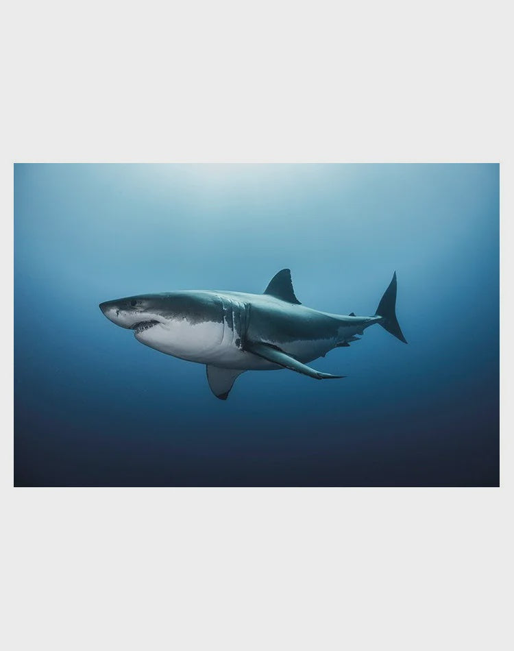 Great White Shark Poster
