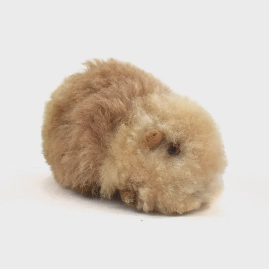 Minga - Alpaca Guinea Pig