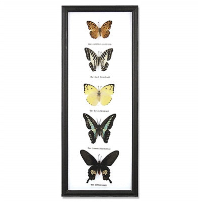 World Buyers - Assorted Butterfly Specimens Frame