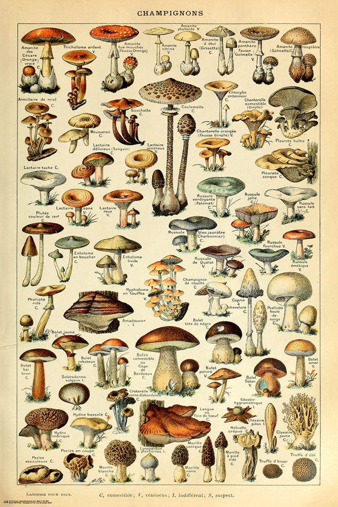 Champignon Pour Tous Poster
