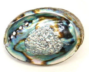 High-Grade Abalone Shell Incense Burner