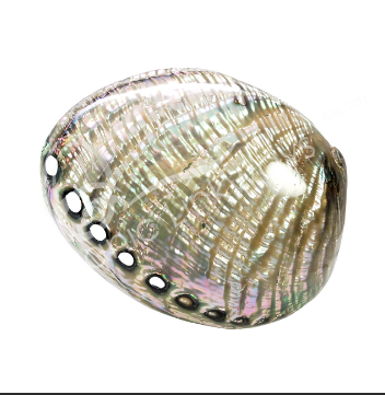 Virgelles - Polished Abalone Shell Both Sides