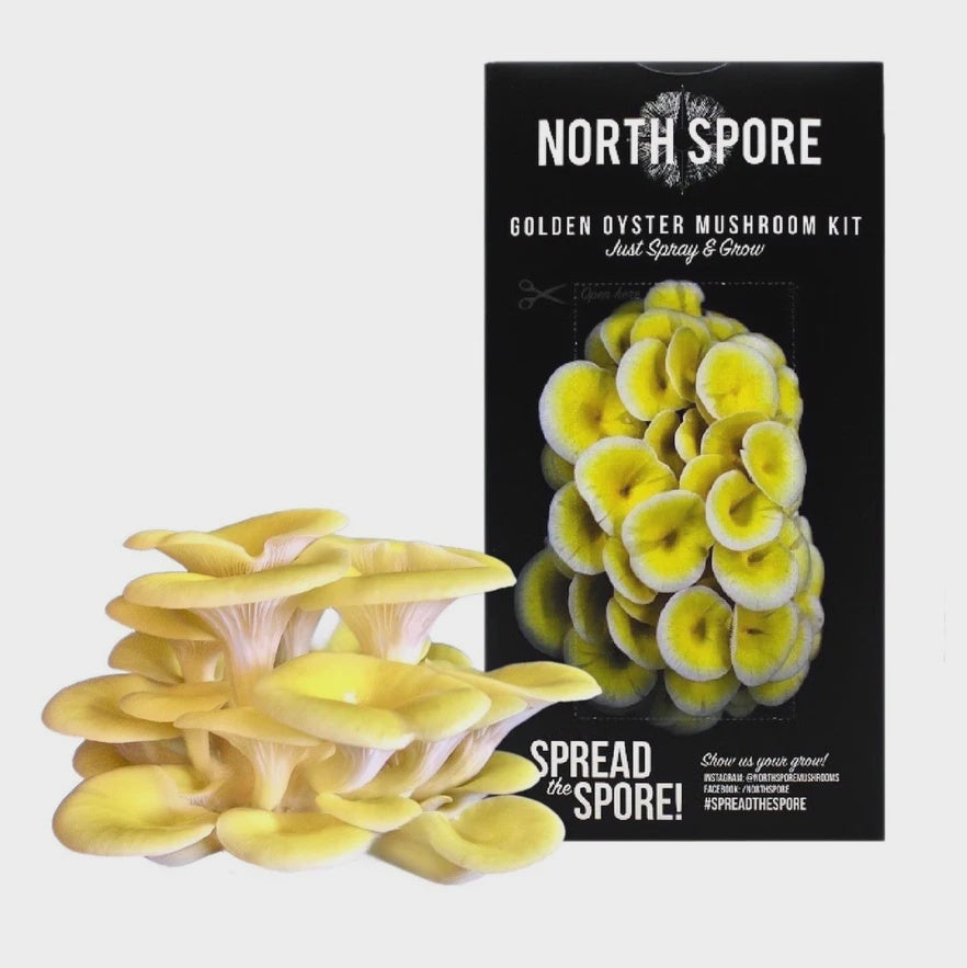 Organic Golden Oyster ‘Spray & Grow’ Mushroom Growing Kit