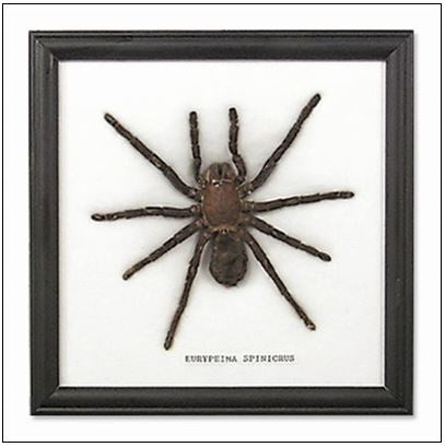 World Buyers - Single Large Tarantula Spider Frame