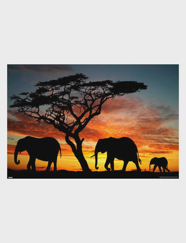 Elephants - African Sunset Poster