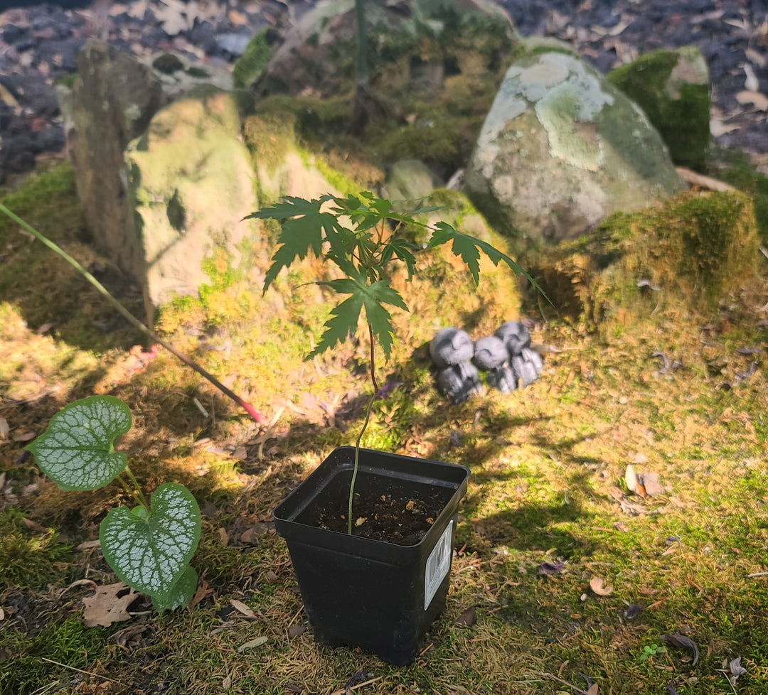 Japanese Maple Seedling From Mossy Woodland Maples~INSTORE PICKUP ONLY