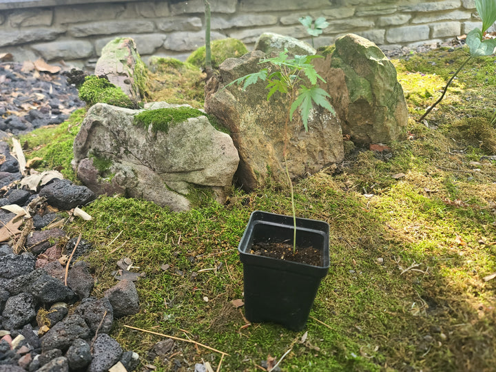 Japanese Maple Seedling From Mossy Woodland Maples~INSTORE PICKUP ONLY