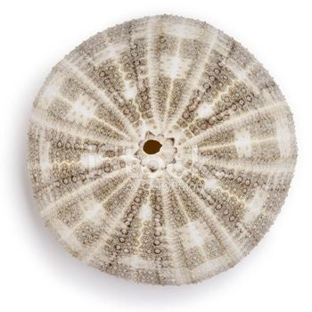 Denuded Alfonso Sea Urchin 3-4''