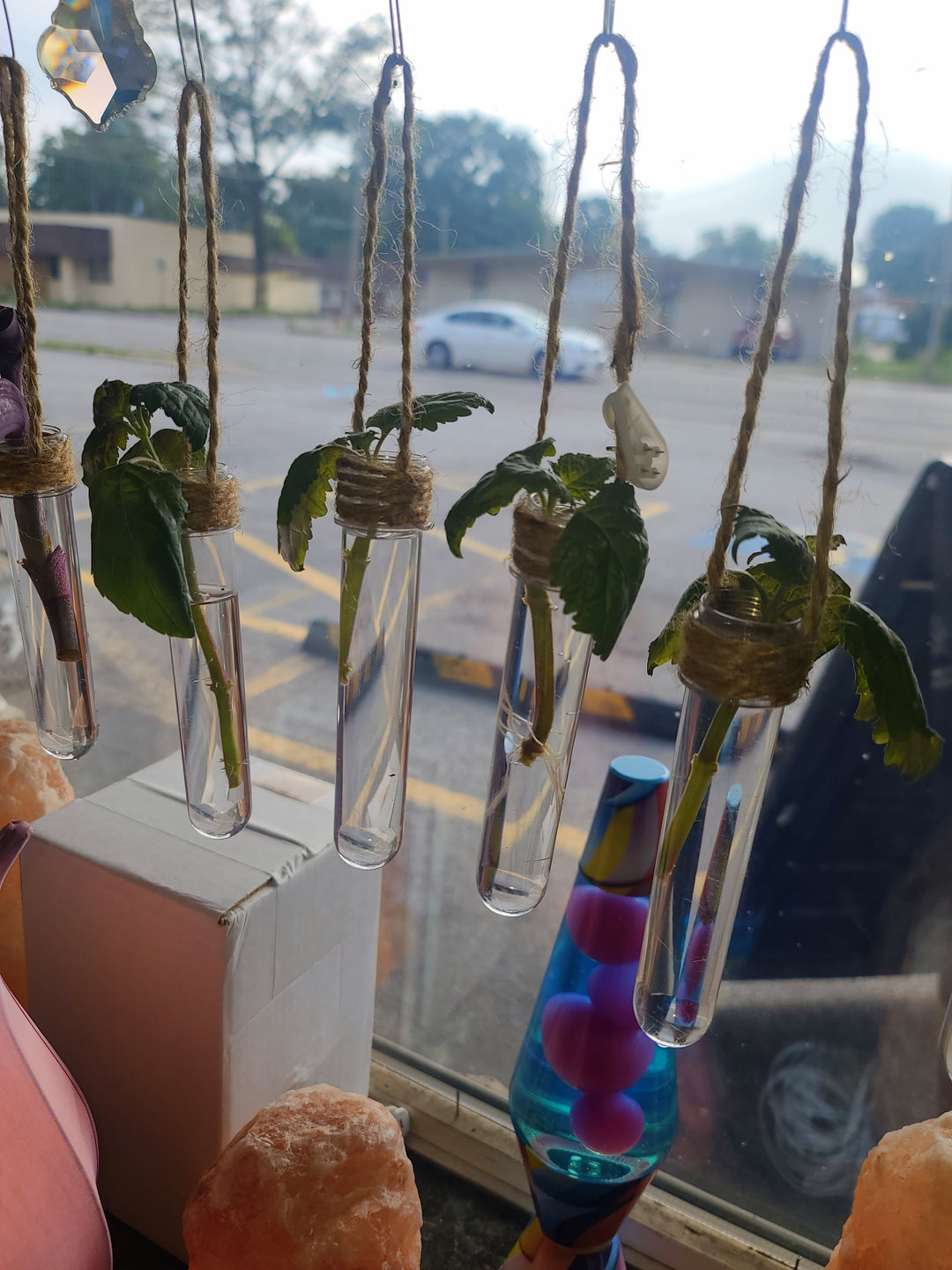 Patchouli Cutting With Hanging Tube