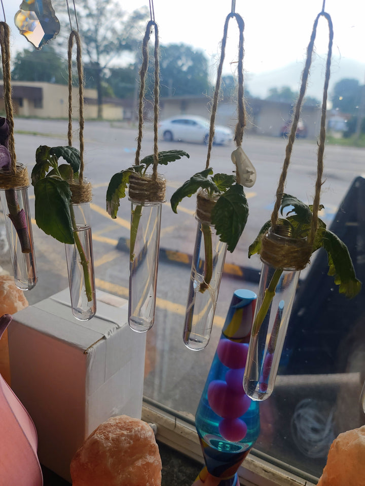 Patchouli Cutting With Hanging Tube