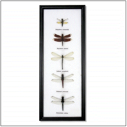 World Buyers - Five Dragonfly Specimens in Frame