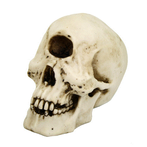 Cyclops Skull Statue 11895