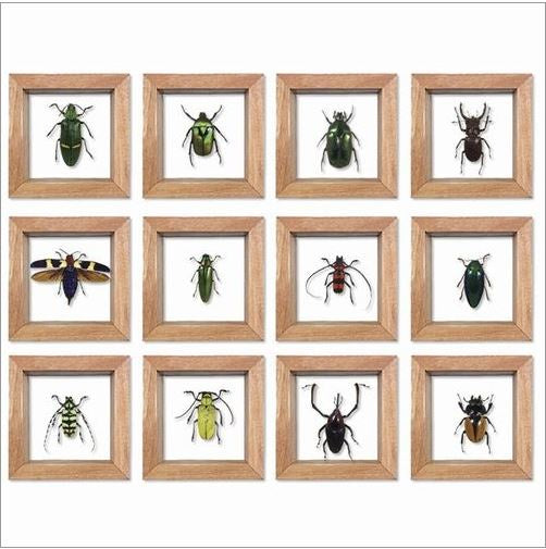 Small Single Bug Specimen in Frame Double Pane Glass