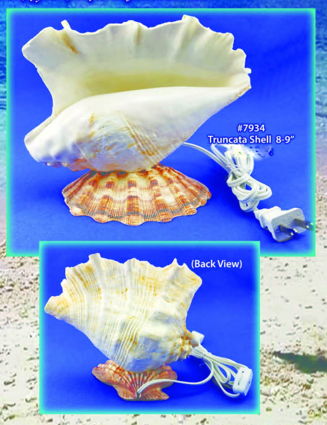 Lambis Truncata Lamp