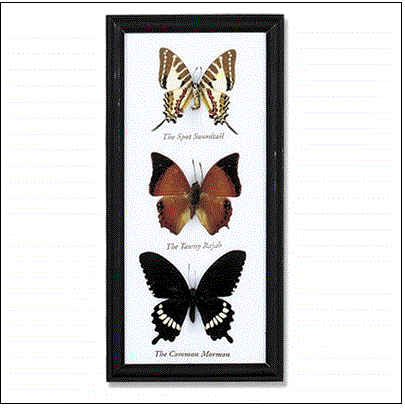 World Buyers - Triple Butterfly Specimen Collection w/Frame