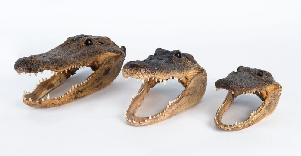 Real Taxidermized Louisiana Alligator Head