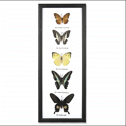 Five Butterfly Specimens in Frame BTF39