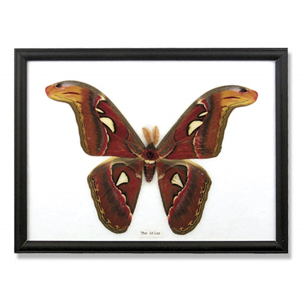 Single Great Atlas Moth Specimen in Frame BTF40