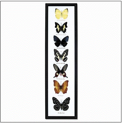 World Buyers - Seven Butterfly Specimens in Frame