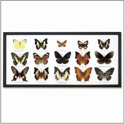 World Buyers - Butterfly Specimens Assortment of 15 in Frame