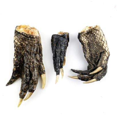 Real Taxidermized Alligator Feet