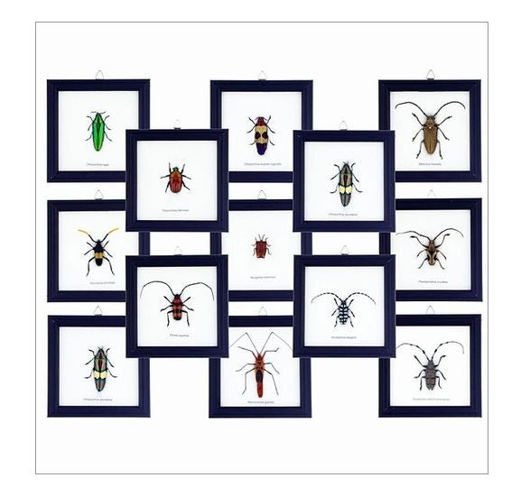 World Buyers - Single Insect Specimen Collection w/Frame