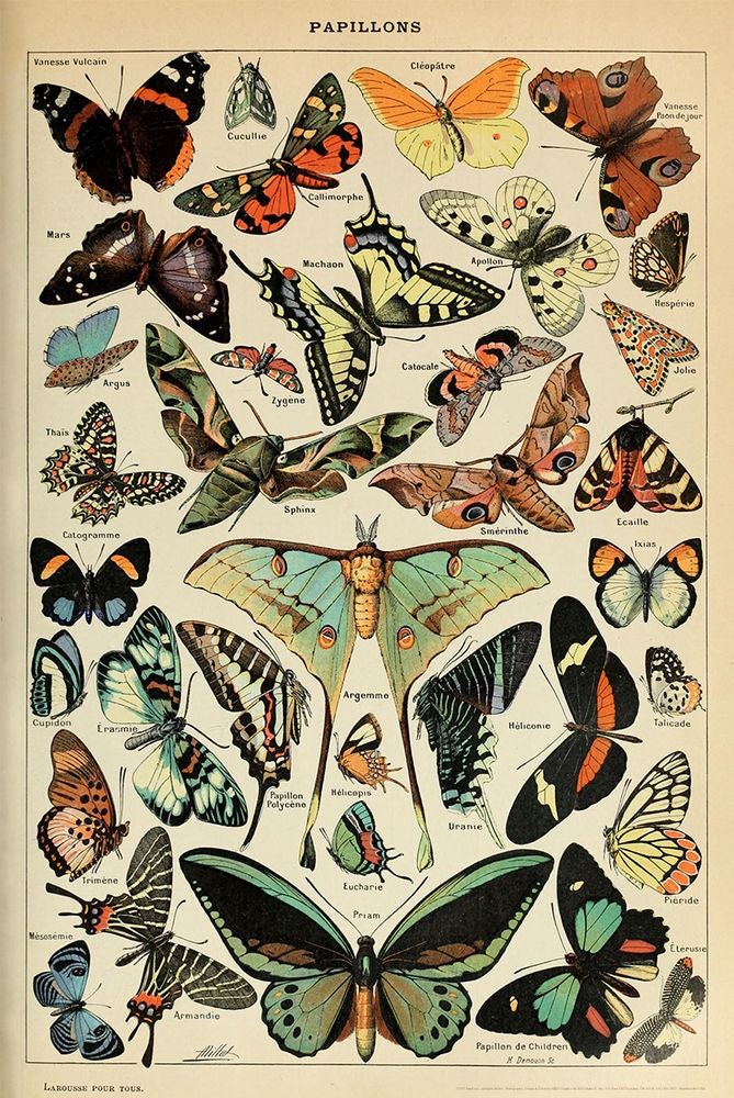 Adolphe Millot Papillons Poster (Butterflies)