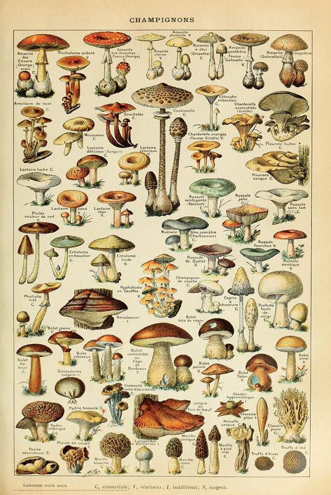 Champignons Pour Tous - Adolphe Millot