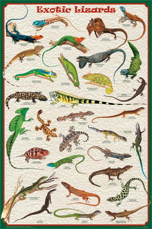 Exotic Lizards Poster