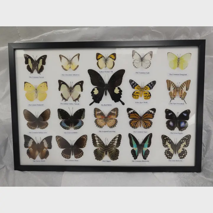 Large Horizontal Butterfly Assortment Display - Wall Hanging