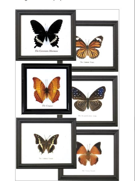 World Buyers - Single Butterfly Specimen Collection w/Frame