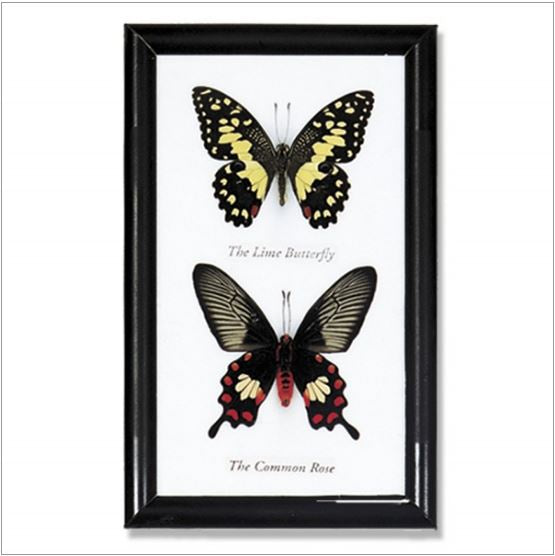 World Buyers - Double Butterfly Specimen Collection w/Frame