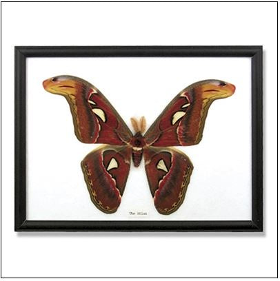 World Buyers - Giant Atlas Moth Specimen Framed