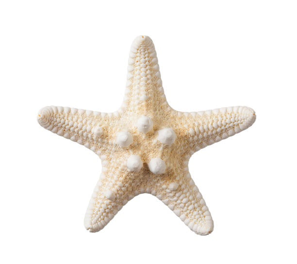 Bleached Knobby Starfish 4-6''
