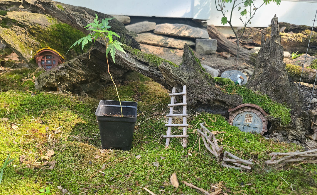Japanese Maple Seedling From Mossy Woodland Maples~INSTORE PICKUP ONLY
