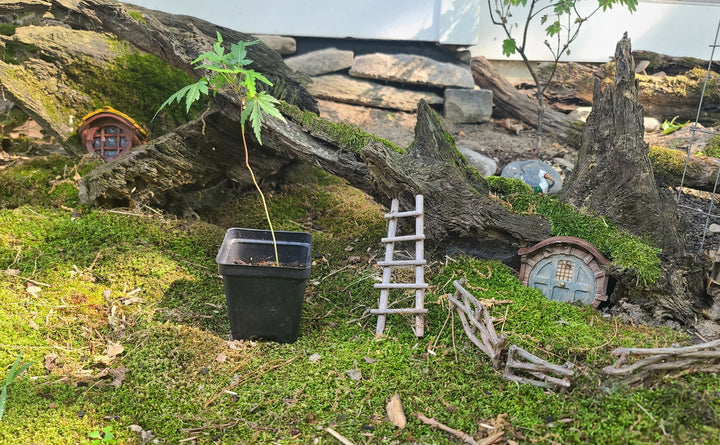 Japanese Maple Seedling From Mossy Woodland Maples~INSTORE PICKUP ONLY