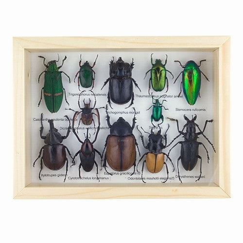 Assorted Beetle Specimens