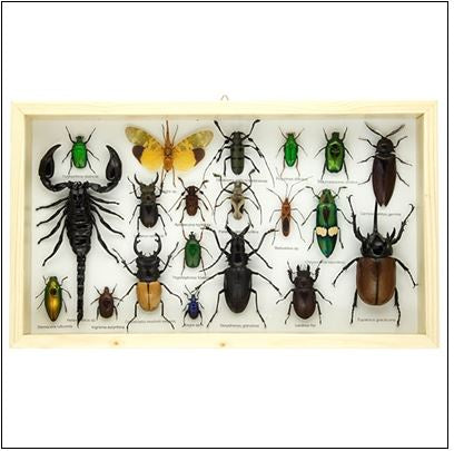 World Buyers - Bugs & Beetles Collection in Frame