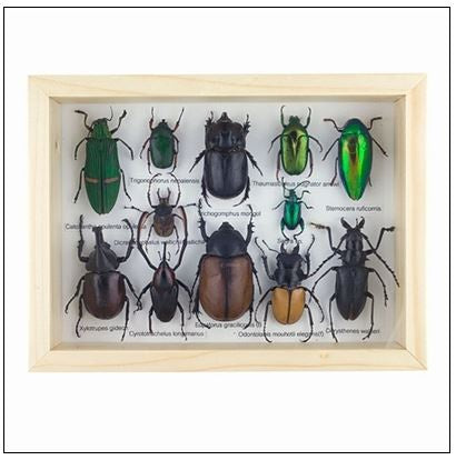 World Buyers - Lots O'Bugs & Bettle Specimens in Frame