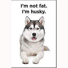 I'm Not Fat I'm Husky - Funny Dog Magnet