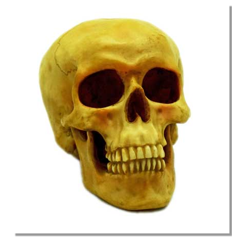Fantasy Gifts - Human Skull Statue